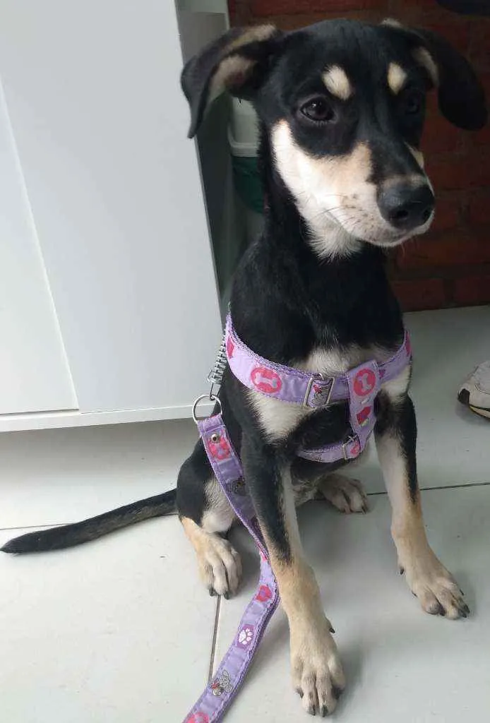 Cachorro raça SRD idade 7 a 11 meses nome Pretinha