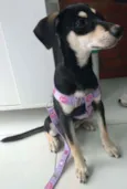 Pretinha