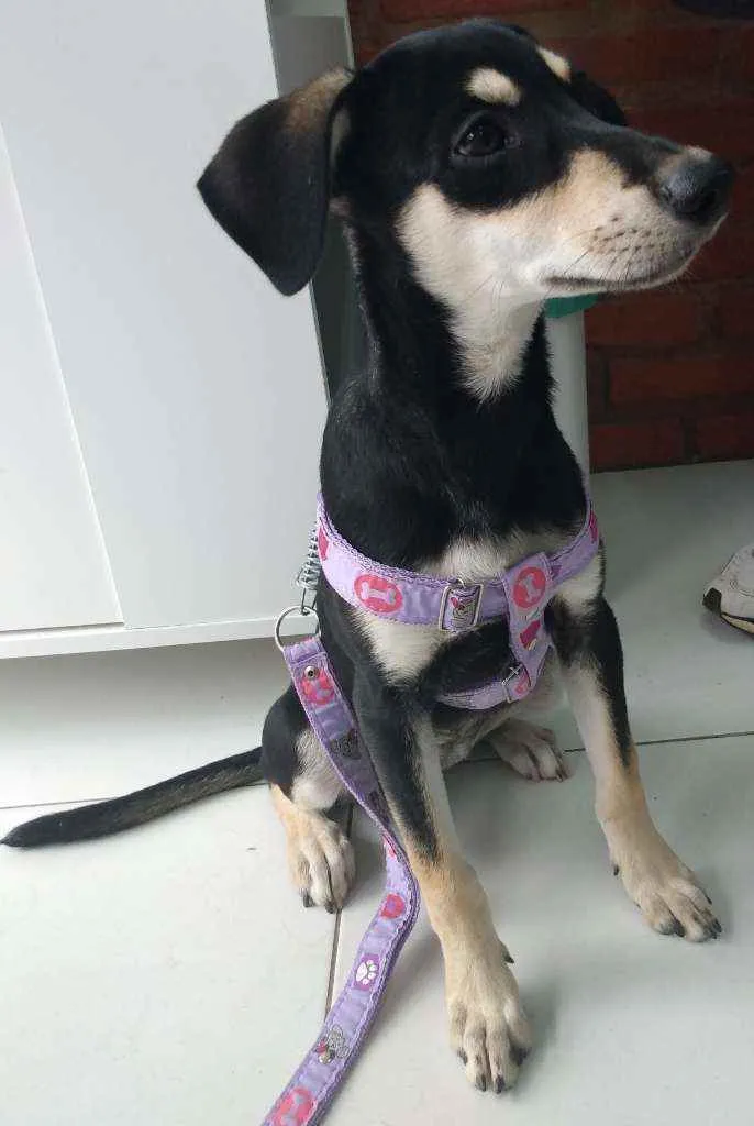 Cachorro raça SRD idade 7 a 11 meses nome Pretinha
