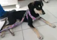 Pretinha