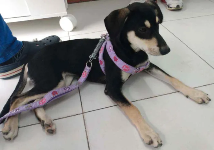 Cachorro raça SRD idade 7 a 11 meses nome Pretinha