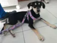 Pretinha