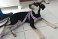Pretinha