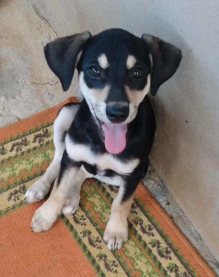 Cachorro raça SRD idade 7 a 11 meses nome Pretinha