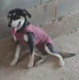 Pretinha