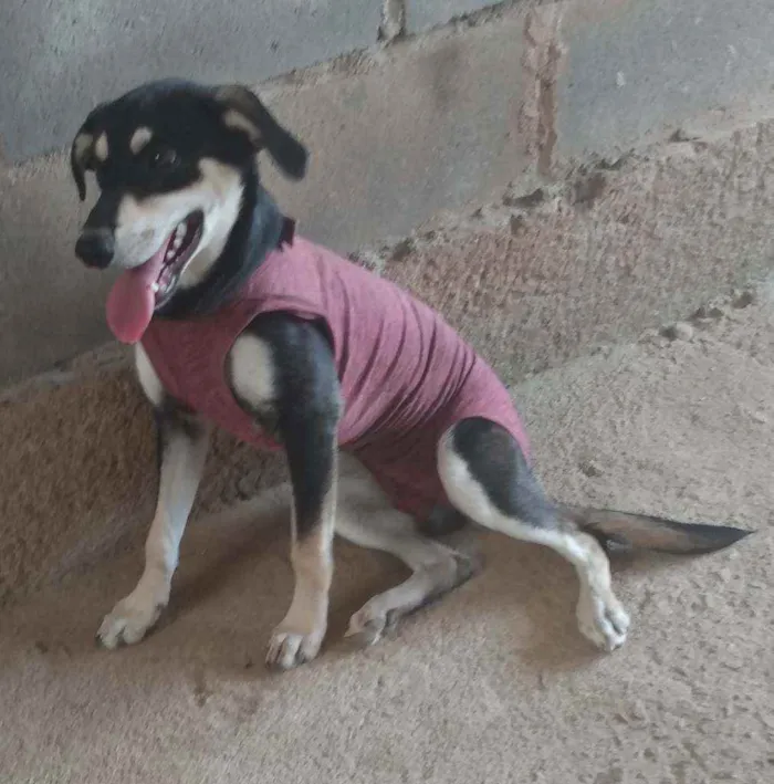 Cachorro raça SRD idade 7 a 11 meses nome Pretinha