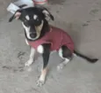 Pretinha