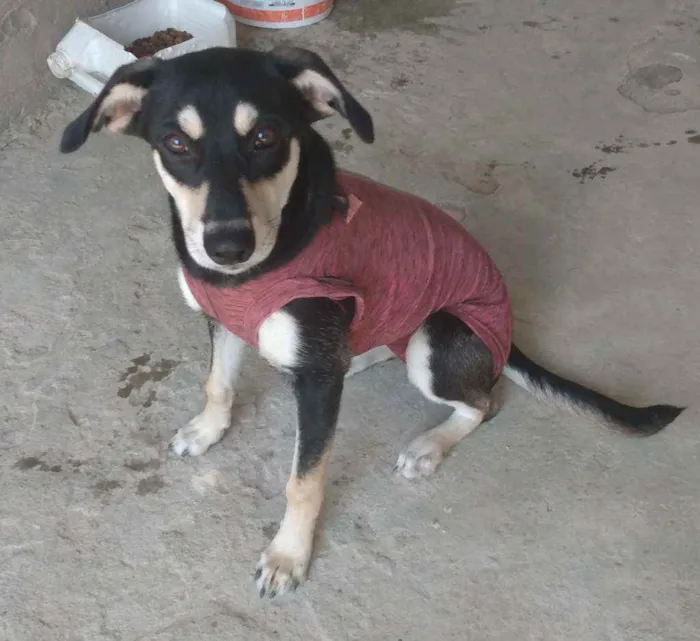 Cachorro raça SRD idade 7 a 11 meses nome Pretinha