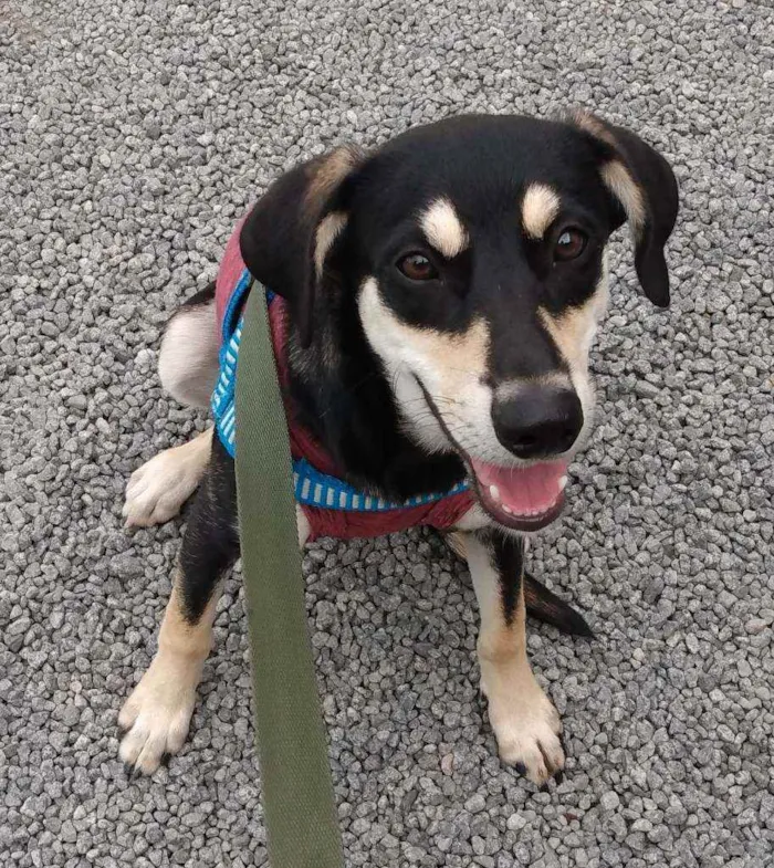 Cachorro raça SRD idade 7 a 11 meses nome Pretinha