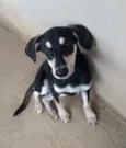 Pretinha