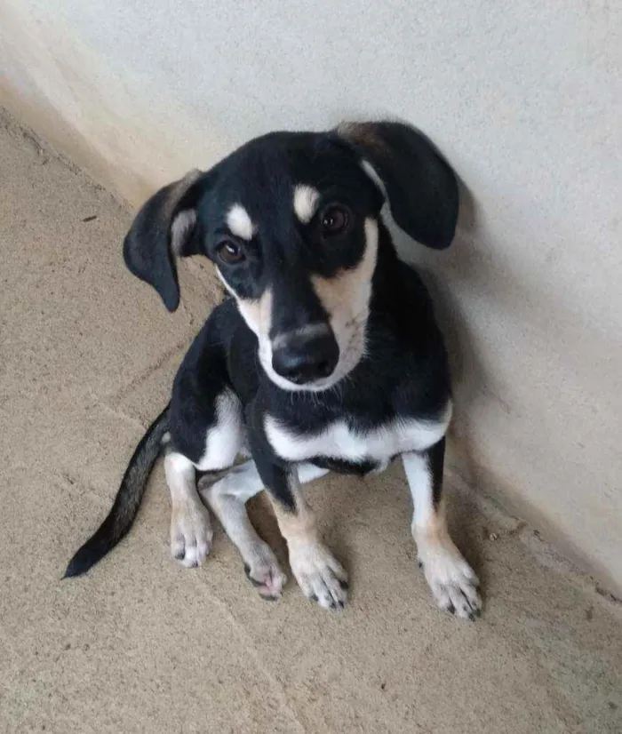Cachorro raça SRD idade 7 a 11 meses nome Pretinha