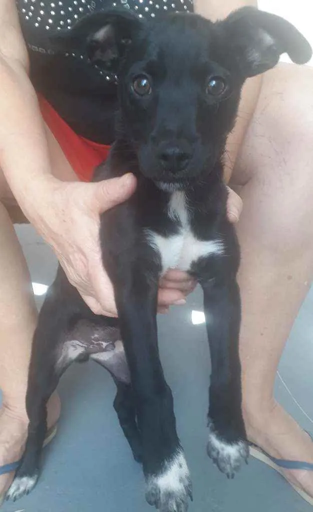 Cachorro ra a Vira lata  idade Abaixo de 2 meses nome Joly e simba