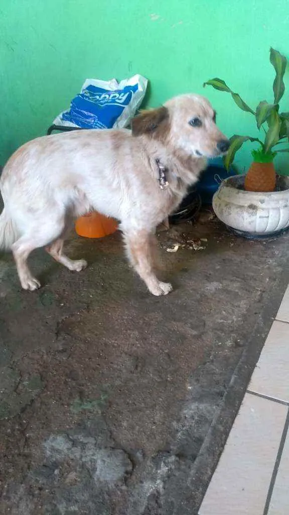 Cachorro ra a Indeterminada idade 1 ano nome Nao sei