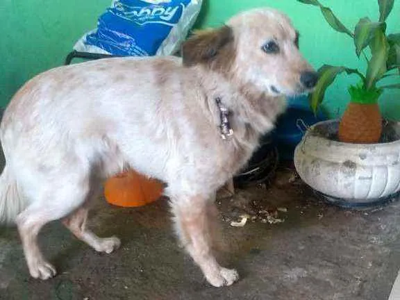 Cachorro ra a Indeterminada idade 1 ano nome Nao sei