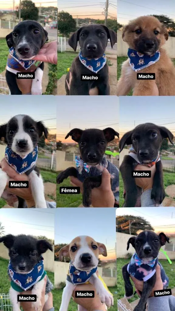 Cachorro ra a viralatinha idade Abaixo de 2 meses nome Baby