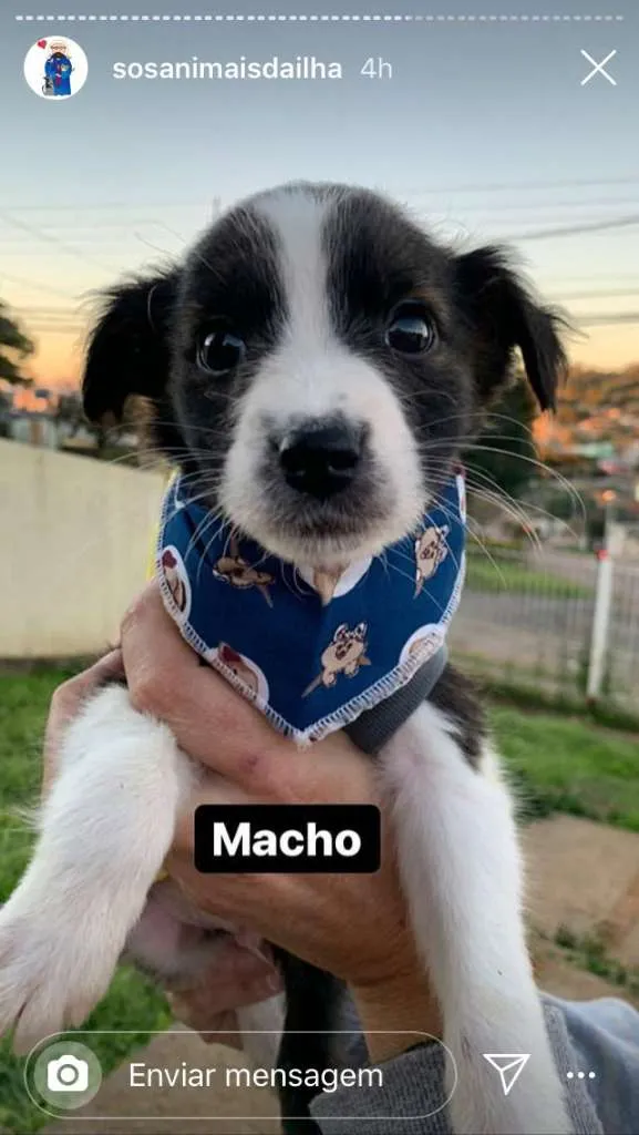Cachorro ra a SRD-ViraLata idade Abaixo de 2 meses nome Óliver