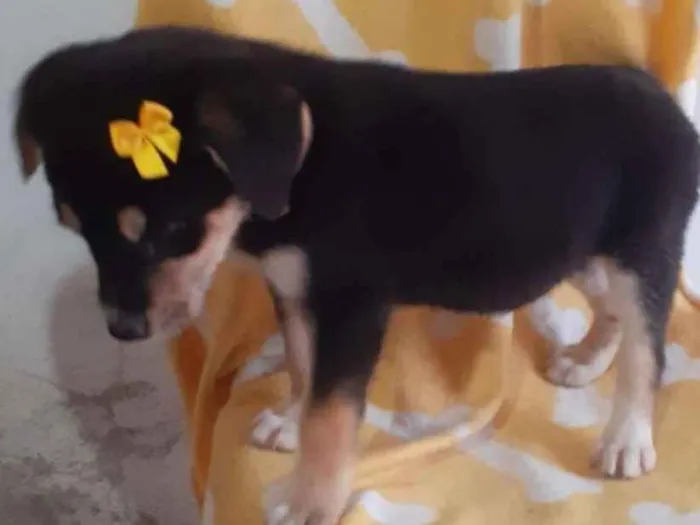 Cachorro ra a ViraLata idade Abaixo de 2 meses nome Pipa