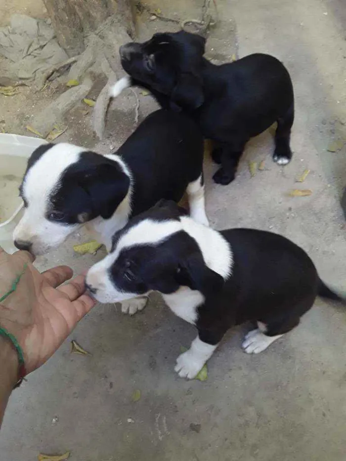 Cachorro raça Vira lata idade Abaixo de 2 meses nome Sem nome
