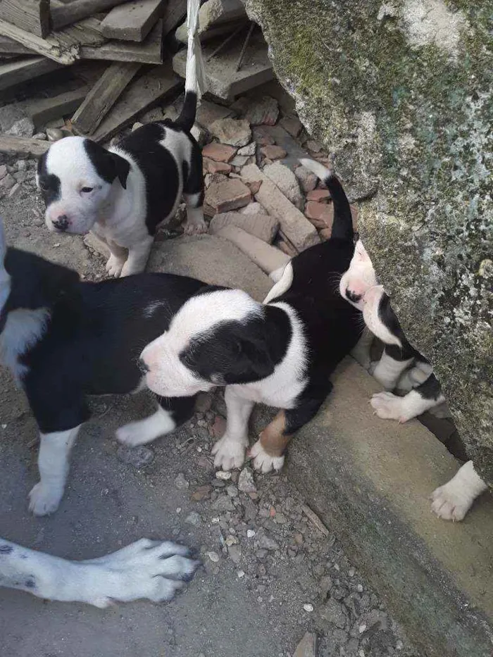 Cachorro raça Vira lata idade Abaixo de 2 meses nome Sem nome
