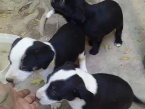 Cachorro raça Vira lata idade Abaixo de 2 meses nome Sem nome