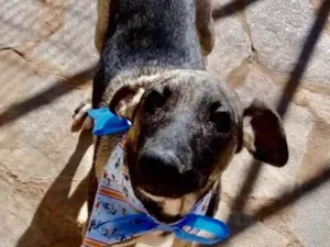 Cachorro raça SRD idade 2 a 6 meses nome Lico 