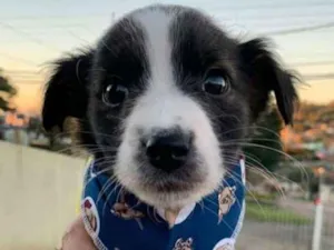 Cachorro raça SRD-ViraLata idade Abaixo de 2 meses nome Óliver