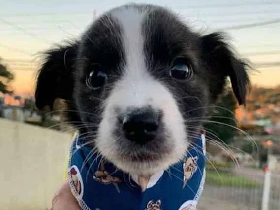 Cachorro ra a SRD-ViraLata idade Abaixo de 2 meses nome Óliver