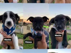 Cachorro raça viralatinha idade Abaixo de 2 meses nome Baby