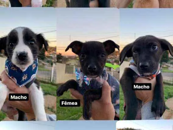 Cachorro ra a viralatinha idade Abaixo de 2 meses nome Baby