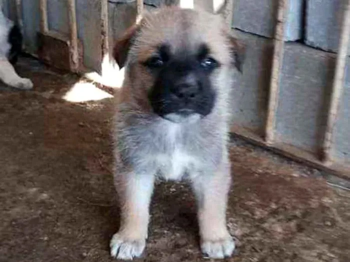 Cachorro ra a mistiço- mãe: Pastor Maremano idade Abaixo de 2 meses nome sem nome