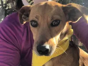 Cachorro raça SRD idade 3 anos nome BABALU
