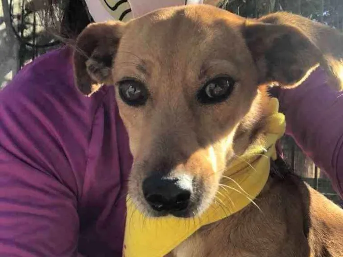 Cachorro ra a SRD idade 3 anos nome BABALU
