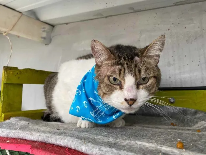 Gato ra a  idade 1 ano nome Juca