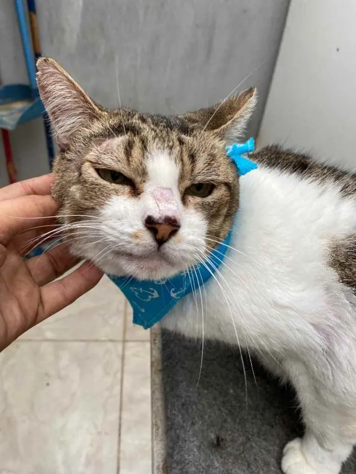 Gato ra a  idade 1 ano nome Juca