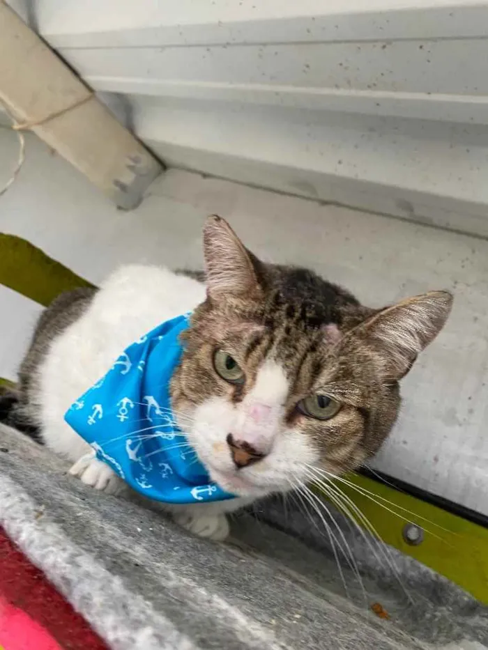 Gato ra a  idade 1 ano nome Juca
