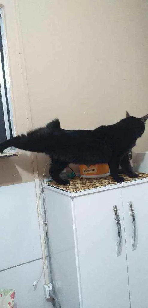 Gato ra a Sem Raça  idade 2 anos nome Sem Nome