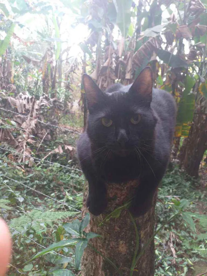 Gato ra a Sem Raça  idade 2 anos nome Sem Nome