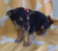 Bia