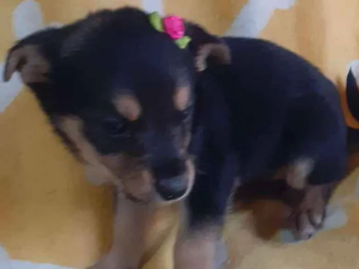 Cachorro ra a ViraLata idade Abaixo de 2 meses nome Bia