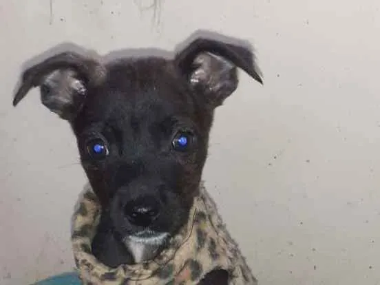 Cachorro ra a SRD-ViraLata idade Abaixo de 2 meses nome Pipoca