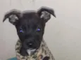 Pipoca