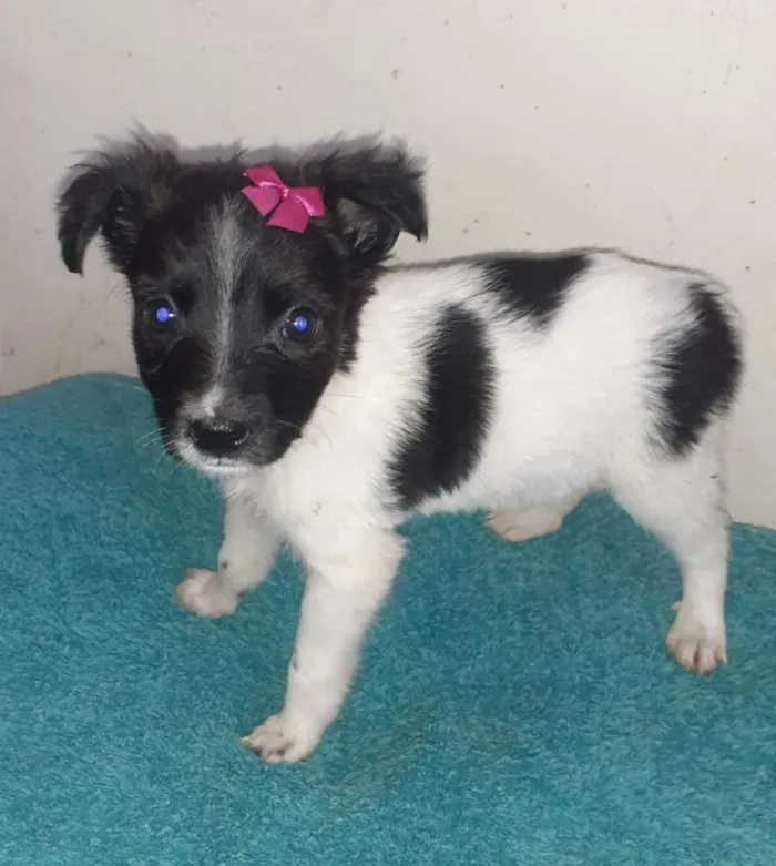 Cachorro ra a SRD-ViraLata idade Abaixo de 2 meses nome Vakinha