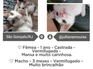 Gato raça Sem raça definida idade  nome Sem nome 