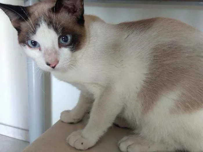 Gato ra a SRD idade 7 a 11 meses nome Pingo