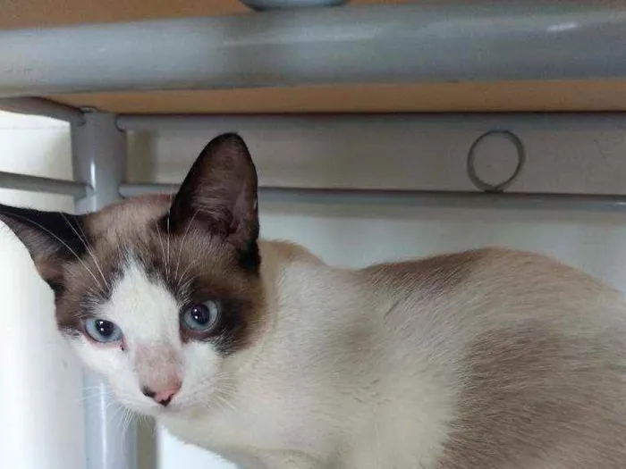 Gato ra a SRD idade 7 a 11 meses nome Pingo
