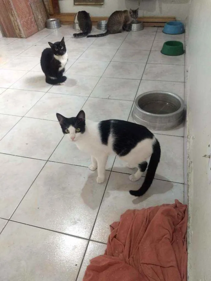 Gato ra a SRD idade 7 a 11 meses nome Malhado