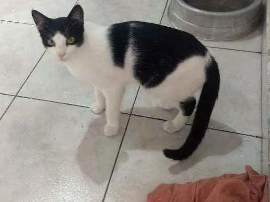 Gato ra a SRD idade 7 a 11 meses nome Malhado