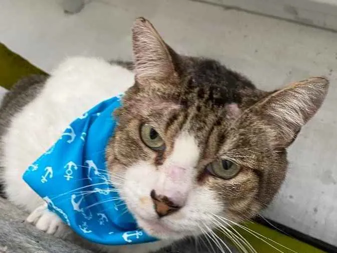Gato ra a  idade 1 ano nome Juca