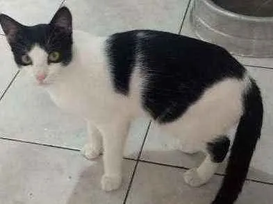 Gato ra a SRD idade 7 a 11 meses nome Malhado