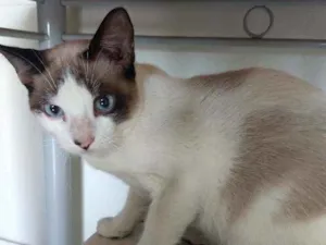 Gato raça SRD idade 7 a 11 meses nome Pingo